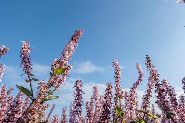 Pink purple mesona flowers at farm under blue sky