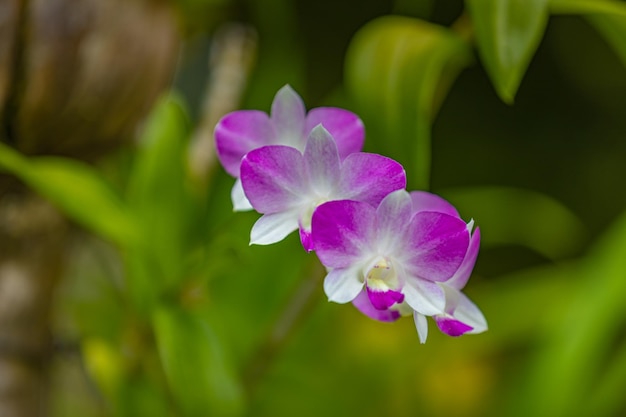 Pink purple orchid flower in tropical garden floral dreamy closeup, idyllic nature scenic, blurred