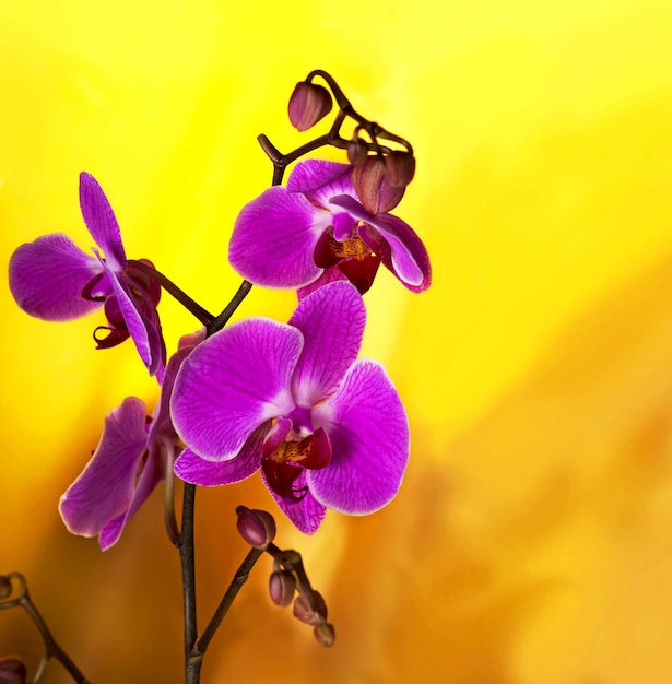 Pink purple orchids flowers on yellow gradient with bokeh background