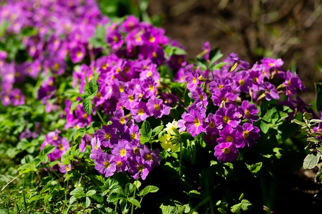 Pink or purple Primrose flowers Primula vulgaris from the family Primulaceae flowers blooming in sunny spring garden