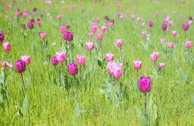 Pink and purple tulips in spring garden, spring surface