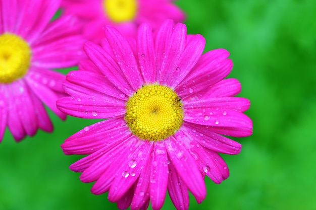 The pink pyrethrum, or Persian Daisy (lat. Pyrethrum roseum) close-up.  Daisies Pyretrum bright pink on a bright green 