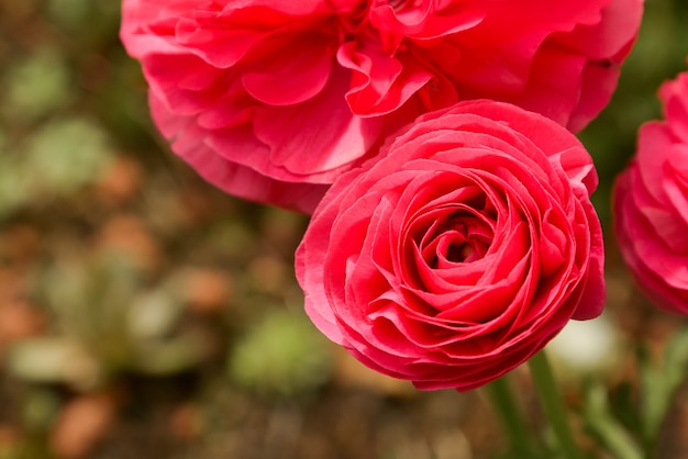 Pink Ranunculus flowers growing in garden on a sunny day. Closeup fucsia flower.