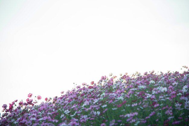 Pink and red cosmos flowers garden  and  soft focus