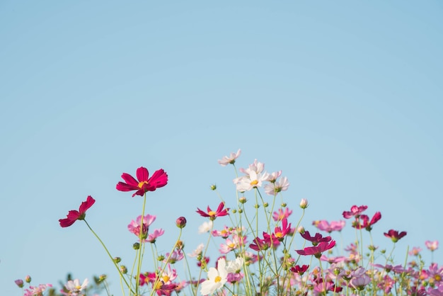 Pink and red cosmos flowers garden  and  soft focus