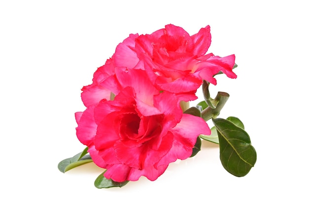 Pink red flower adenium isolated on white table