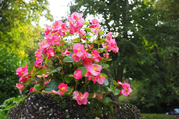 Pink red wax begonia or Begonia semperflorens Begonia x semperflorenscultorum Bedding plant in landscaping Massing in beds borders and as an edger Use in containers and window boxes