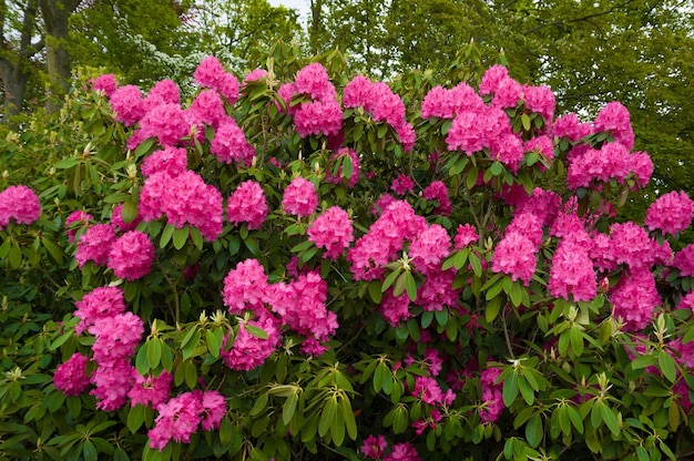 Photo pink rhododendron blooming