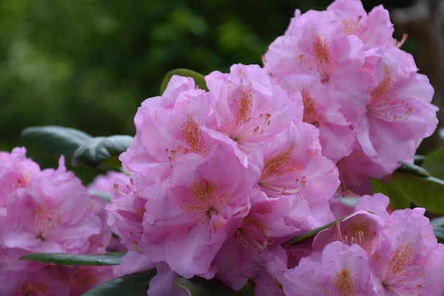 Pink rhododendron bush flowering and blooming in the spring time