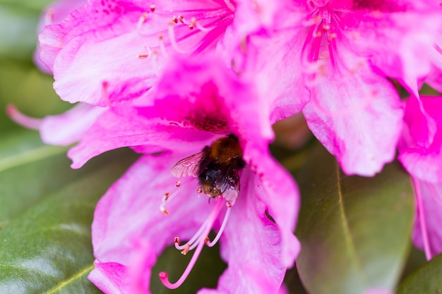 Pink rhododendron flowers on a blooming bush