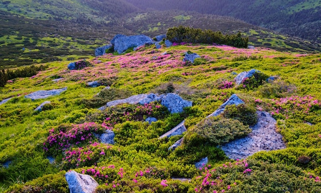 Pink rhododendron flowers on morning summer mountain slope