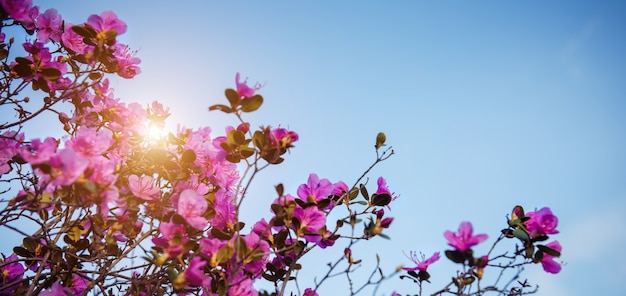 Pink rhododendron flowers in sunlight against the blue sky, close-up. Spring day in blooming garden. Maralnik bushes in Altai Mountains. Natural background, space for text.