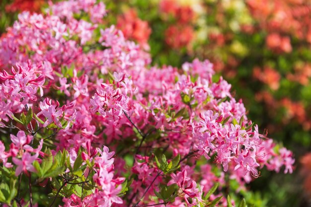 Pink rhododendrons. Floral background with rhododendrons. Bush of delicate flowers of azalea or rhododendron plant in a sunny spring day.