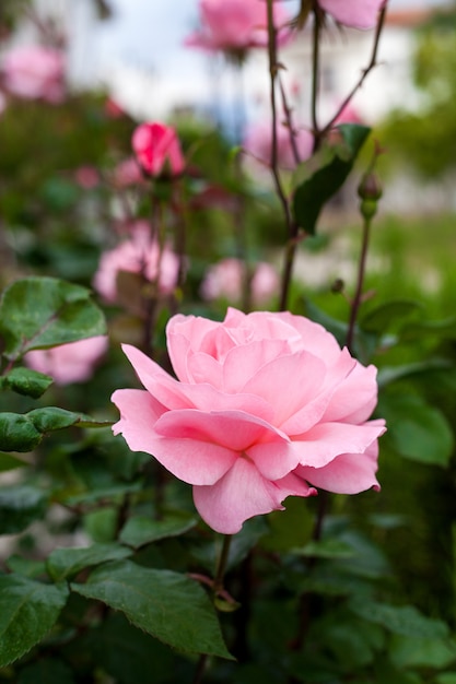 Pink rose against a green Bush