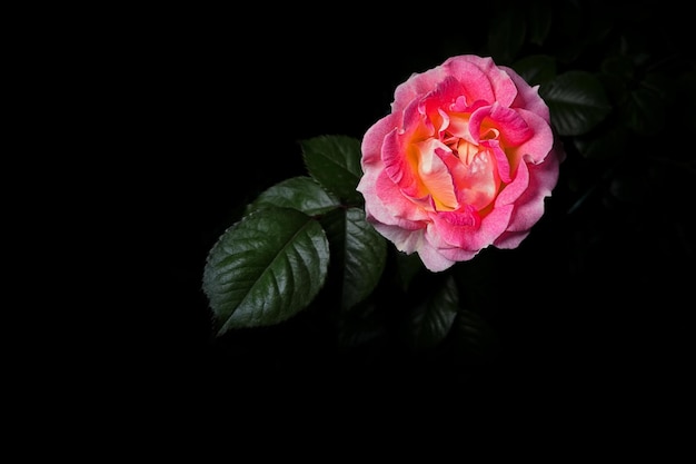 Pink rose on a black background studio light