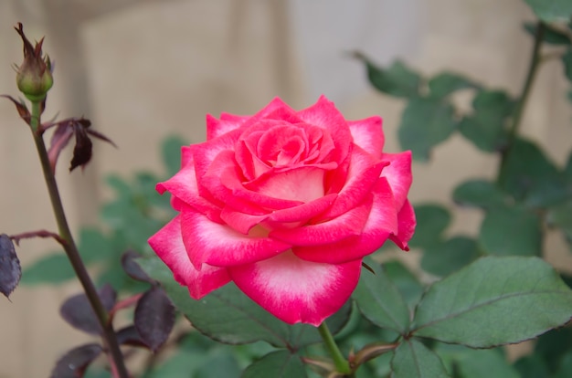 Pink Rose Blooming in Garden