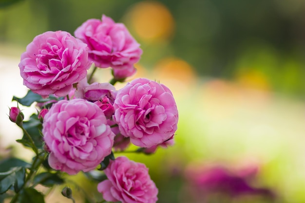 Pink rose on blurred background Blooming pink rose in garden