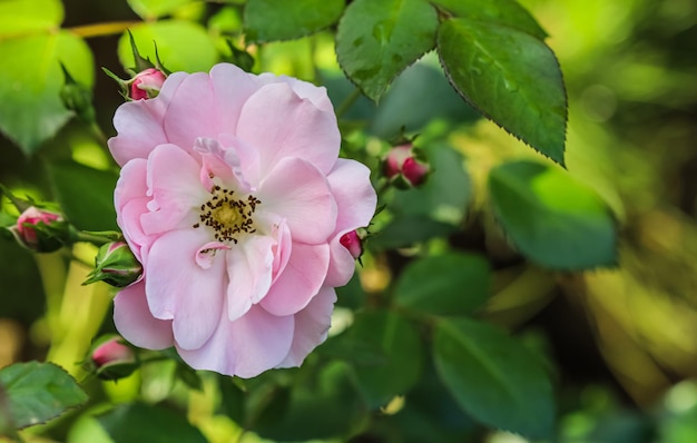 Pink rose Bonica with buds in the garden Perfect for background of greeting cards