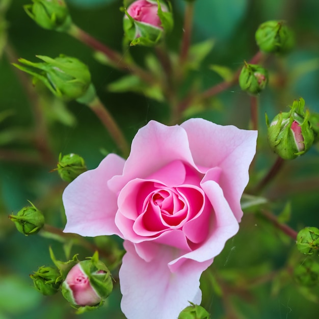 Pink rose Bonica with buds in the garden Perfect for background of greeting cards