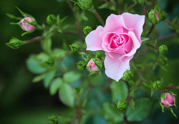 Pink rose Bonica with buds in the garden Perfect for background of greeting cards