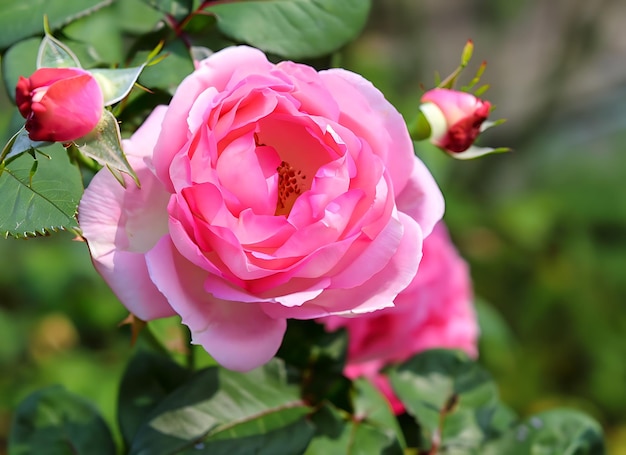 Pink rose bonica with buds in the garden perfect for background of greeting cards