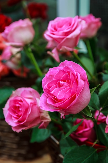 Pink rose of brightly colored flower drenched with water.