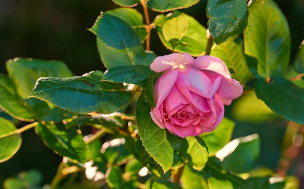 Pink rose budding on a tree in a botanical garden Closeup of a pretty summer flower growing in nature Petals blossoming on floral plant in a backyard Flowerhead blossoming in a park in spring