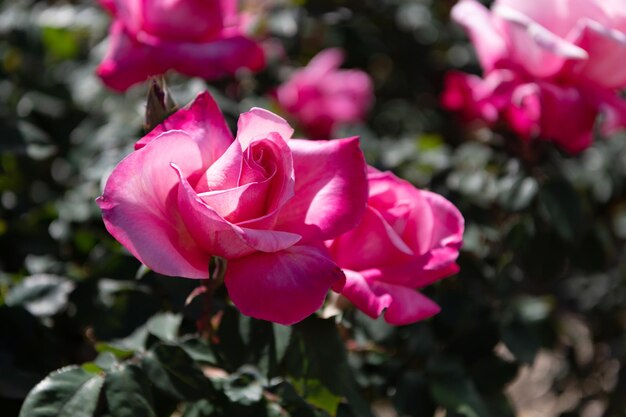 Pink rose bush. beautiful fresh roses in nature. pink tea roses bush in garden. summer blooming flower. soft flower petals. rose garden in spring.