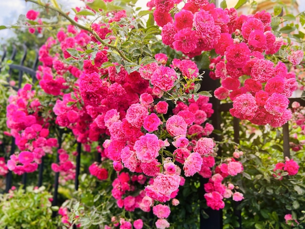 Pink rose bush blooms in the garden