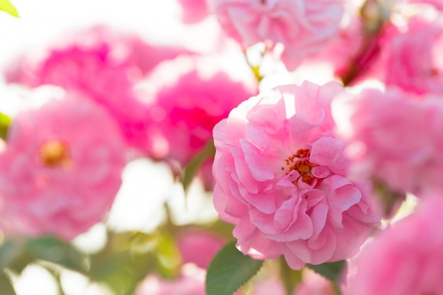 Pink rose bush closeup on field background