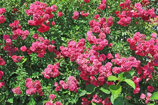 Pink  rose bushes with many blooms  on bright summer day
