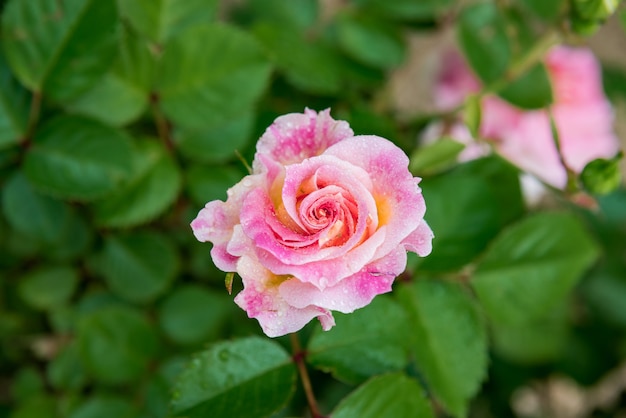 Pink rose closeup with water drops after summer rain.