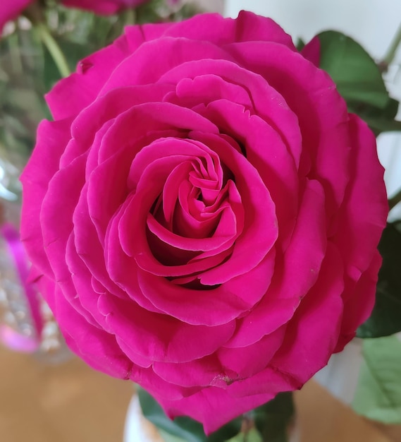 Pink rose closeup