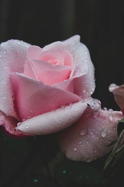 Pink rose dark photo. Toned, styled vintage live rose from garden with water drops. Greeting card with rose.