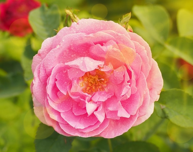 Pink rose and dewdrops (Rosa) in the center of the picture, isolated on blurred green nature bg