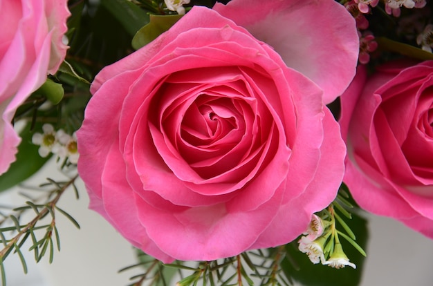 Pink rose flower for background