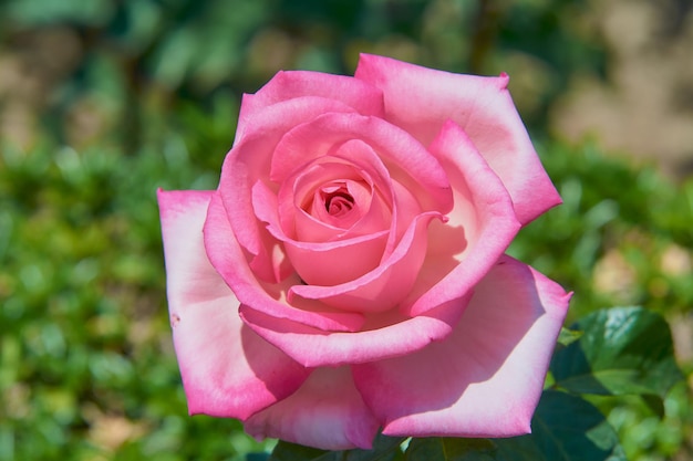 Pink rose on the flower bed of the garden