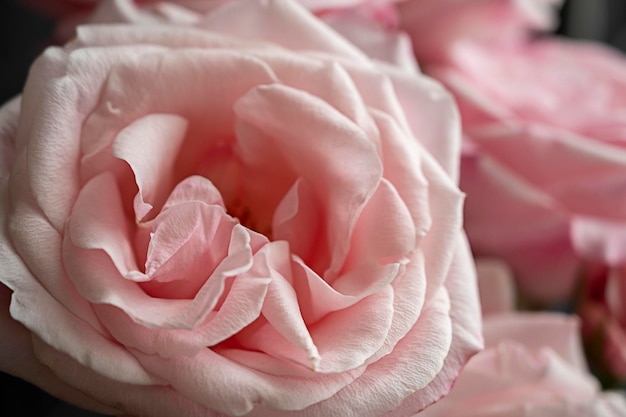 Pink Rose flower in dark background selective focus Feminine wellbeing and romantic concept Floral greeting card