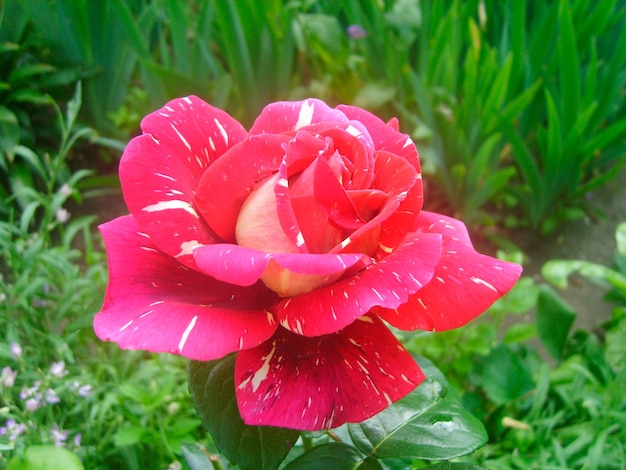 Pink rose flower in foliage photo