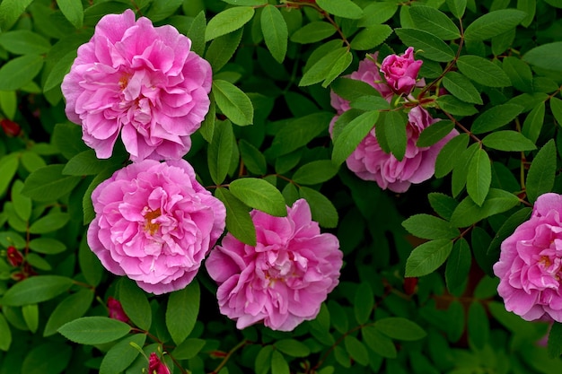 Pink rose flower Fragrant Floribunda Rose blooms Medium sized flowers in clusters Hybrid tea roses in garden