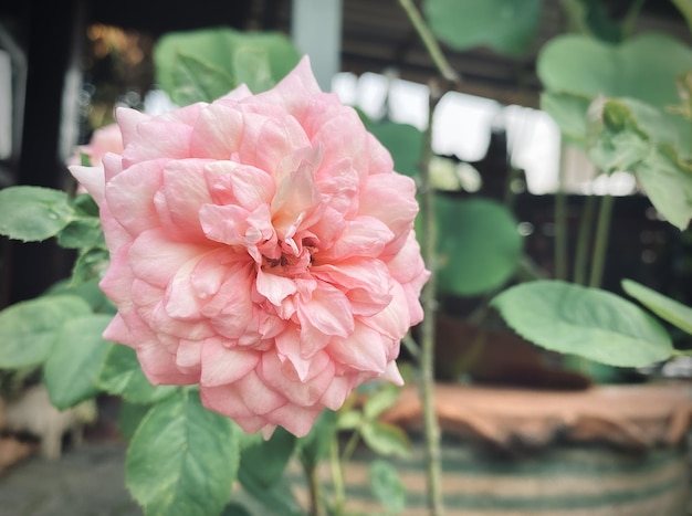 Pink rose flower on garden isolated pink rose flower pink rose flower for love romance