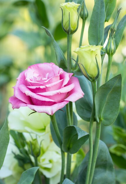 pink rose flower in a garden