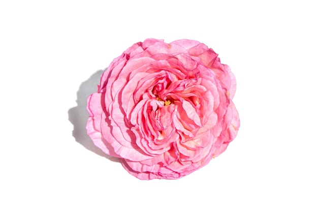 Pink rose flower isolated on white background Rosa chinensis