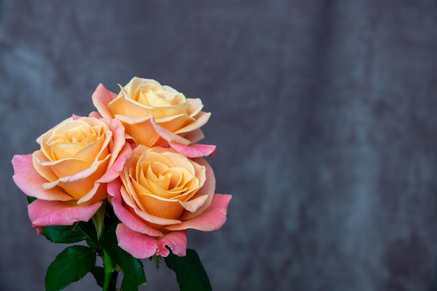 Pink rose flower isolated on white background soft focus and clipping path