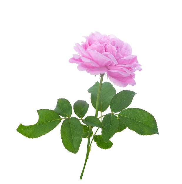 Pink rose flower isolated on white background