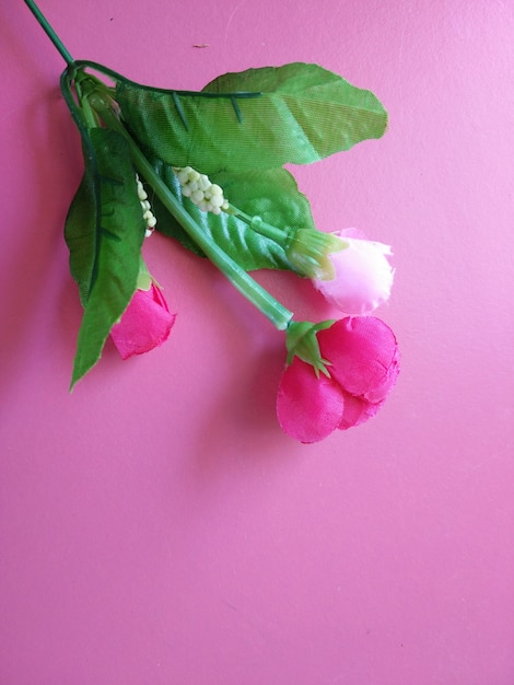 pink rose flower on pink background