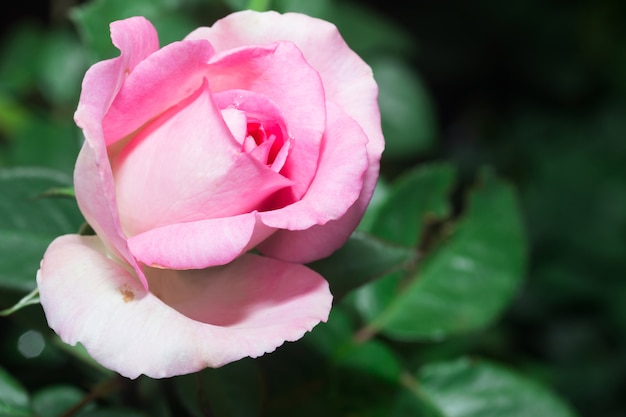 pink rose flower in Thailand garden