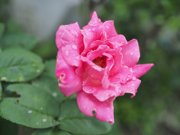 pink rose flower with drop water after rainy