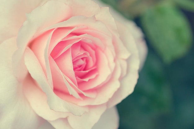 Pink rose flower with green leaves close up