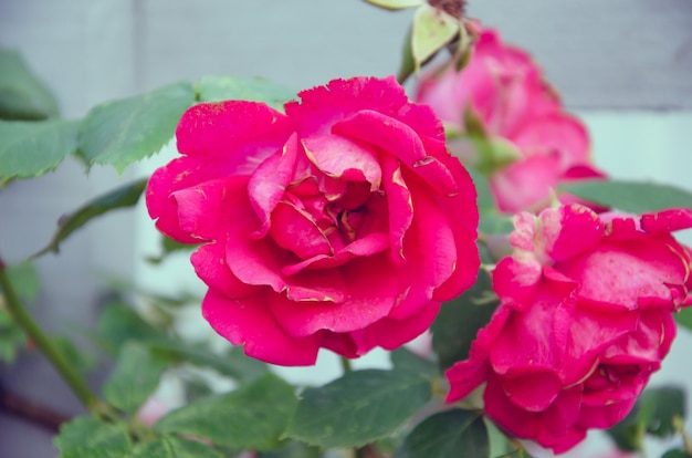 Pink Rose flower with raindrops on background pink roses flowers. Nature.